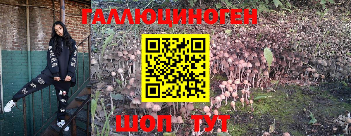 Галлюциногенные грибы прущие грибы  Дербент 